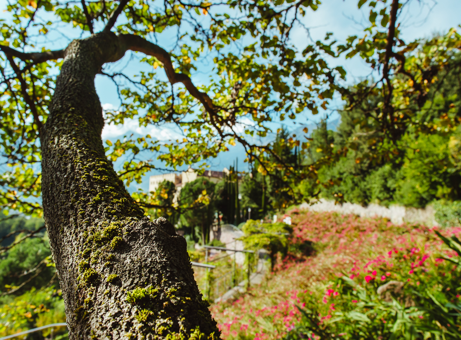  Mediterranean Flora -  Dreaming of the South